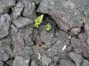 A small fern growing on bare lava.