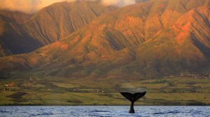 hawaii-whale-watching1